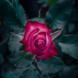 Deep Purple