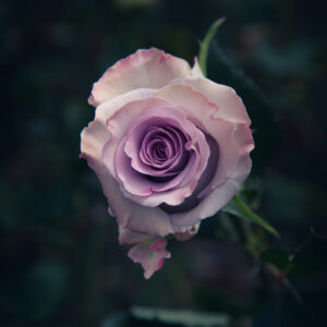 Ocean Song