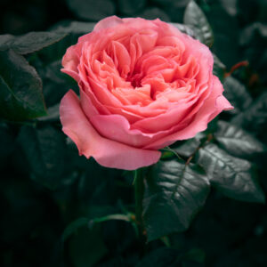 Pink Expression