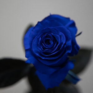 Tinturada Blue