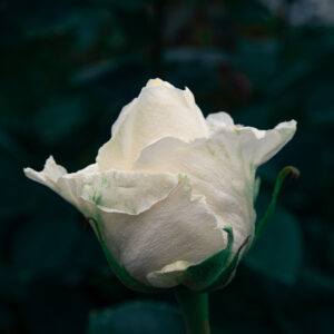 White Chocolate