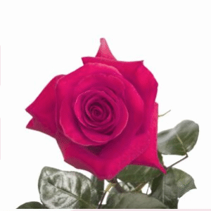 Pink Floid
