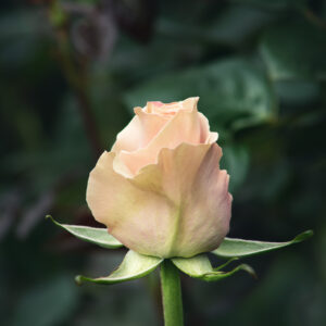 Pink mondial