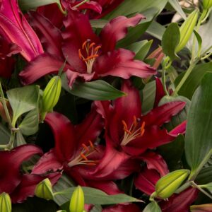 Firebolt (Red)