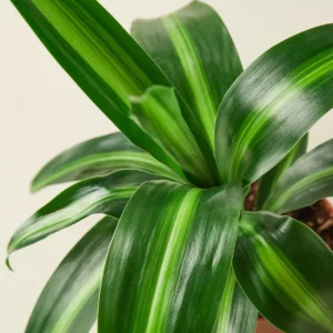 Leaf Masangeana
