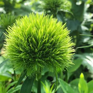 Dianthus/ Green Ball