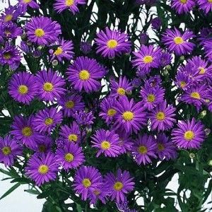 Aster (Montecasino)