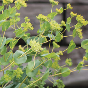 Buepleurum