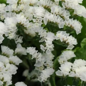 Limonium