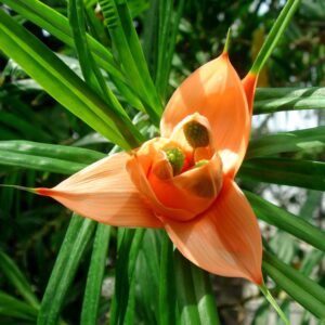Pandanus Churo