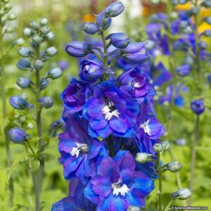 Delphinium