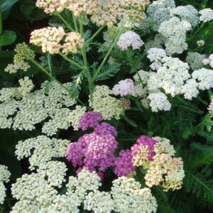 Achillea