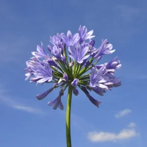 Agapanthus