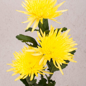 Anastacia Yellow