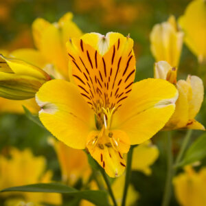 Astromelia Amarilla
