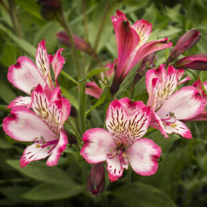 Astromelia Blamca