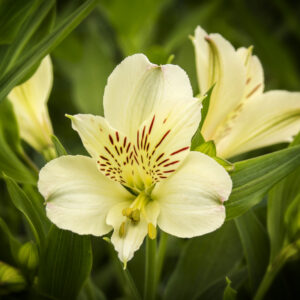 Astromelia Crema