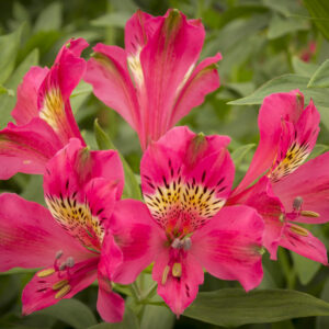 Astromelia Fucsia