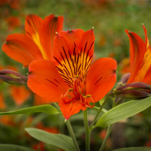Astromelia Naranaj