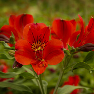 Astromelia Roja
