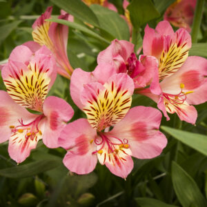 Astromelia Rosada