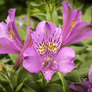 Astromelia Violeta