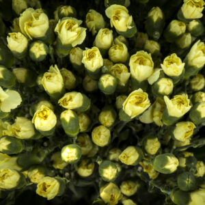 Clavel Amarillo