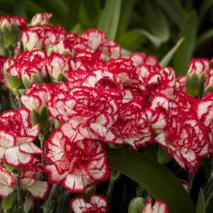 Clavel Blanco Rojo