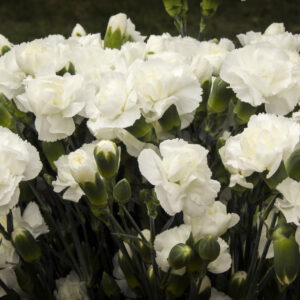 Clavel Blanco