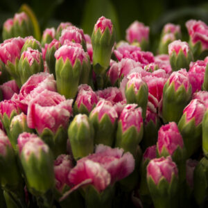 Clavel Fucsia Blanco
