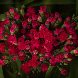 Clavel Fucsia