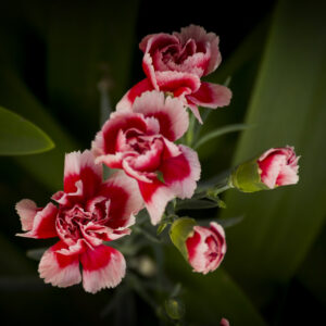 Clavel Rojo Blanco
