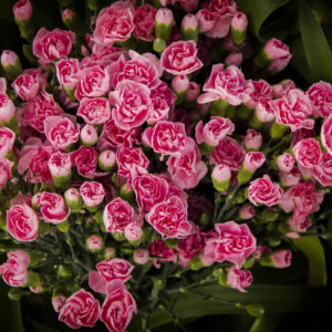Clavel Rosado