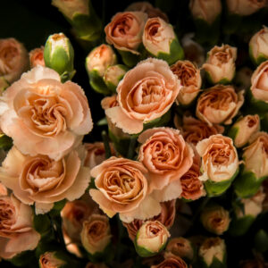 Clavel Taxo