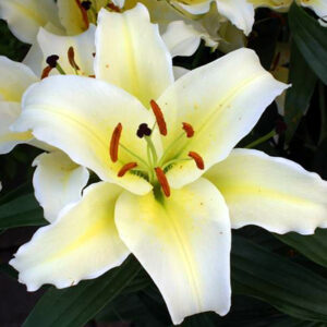 Concador (Yellow)