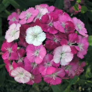 Dianthus Sweet William