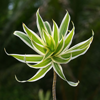 Song of India