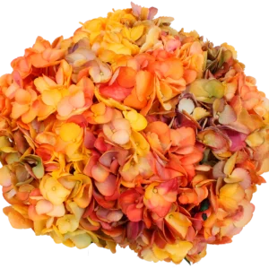 Dye airbrushed (Fall only)