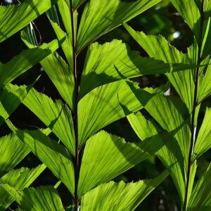 Palm Fish Tail