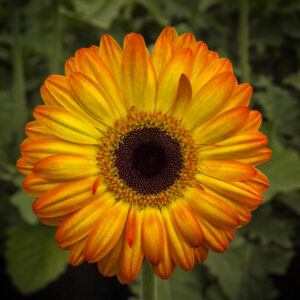 Gerbera Amarillo