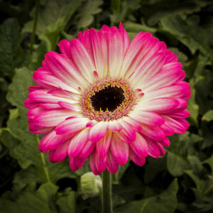 Gerbera Blanco-Fucsia