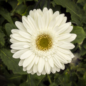 Gerbera Blanco