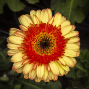 Gerbera Crema Rojo