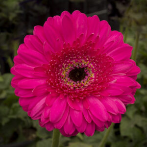Gerbera Fucsia
