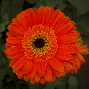Gerbera Naranja
