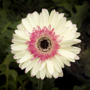 Gerbera Blanca rosada