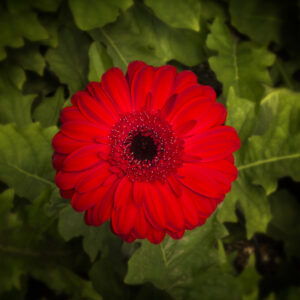 Gerbera Roja