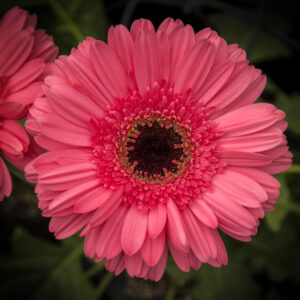 Gerbera Rosada