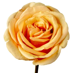 Heliana Orange
