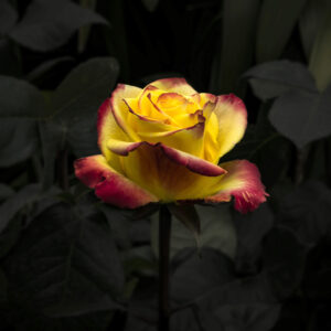 High Yellow flame